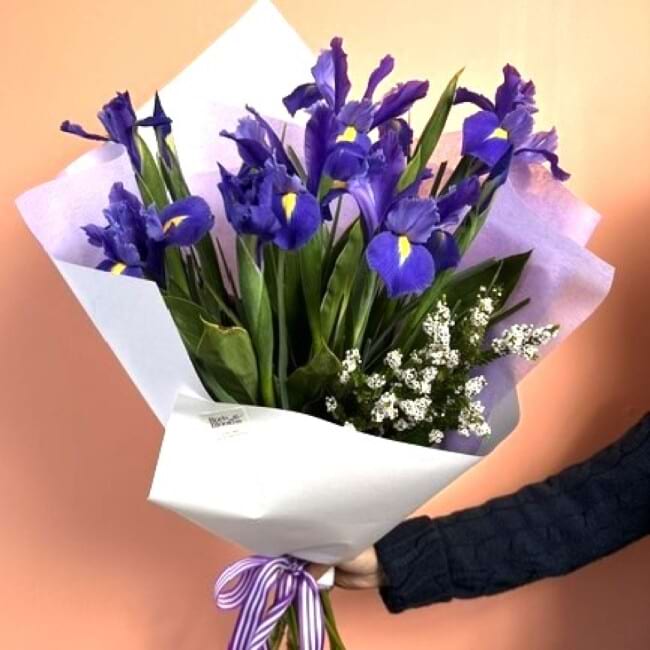 Iris 